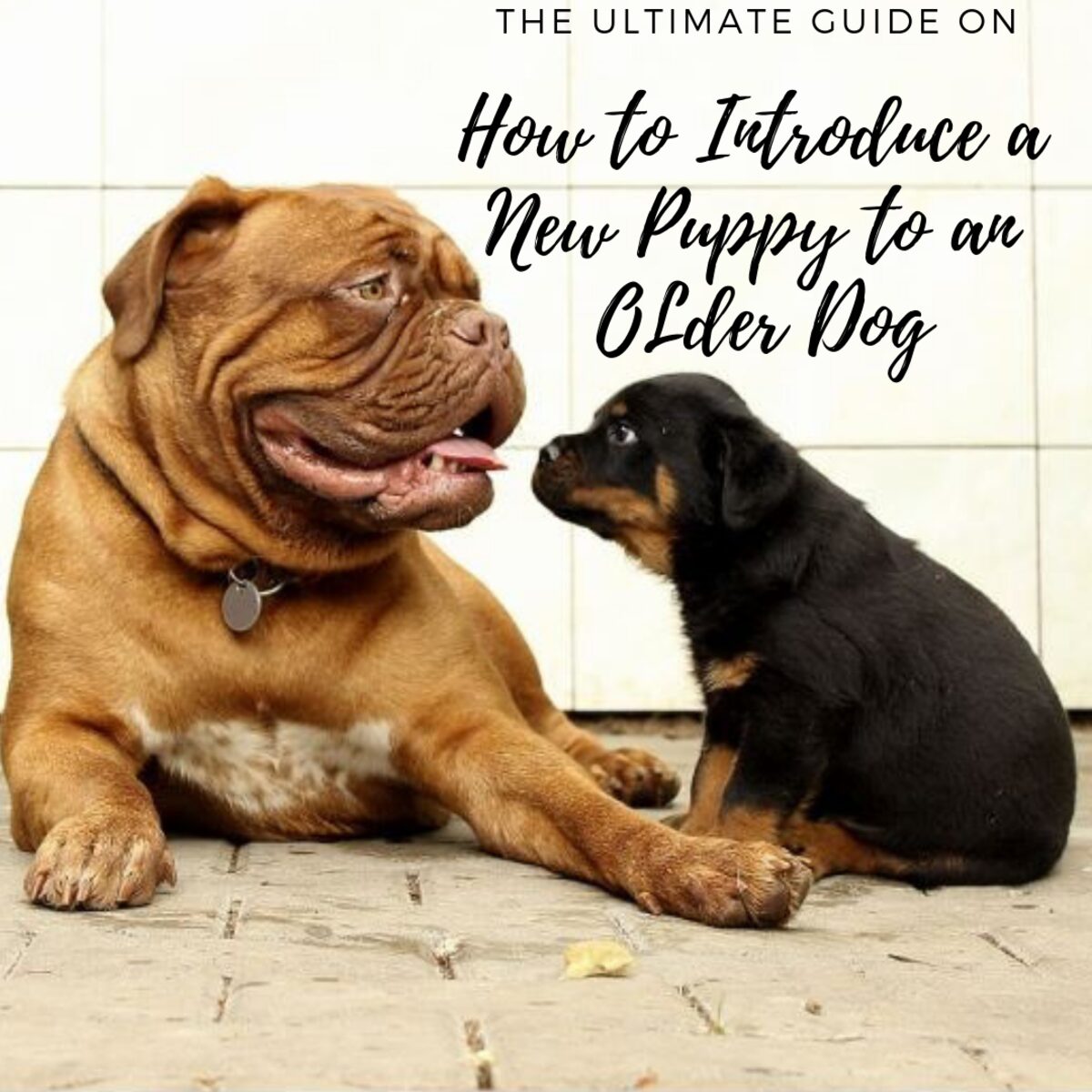 How to Train an Older Dog to Accept a New Puppy-WildCreaturey