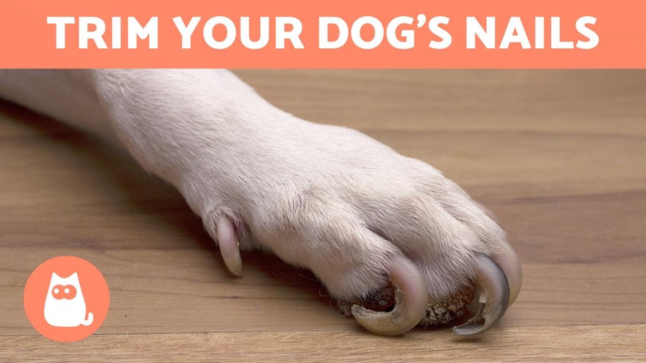 How to Trim Your Dog's Nails-WildCreaturey