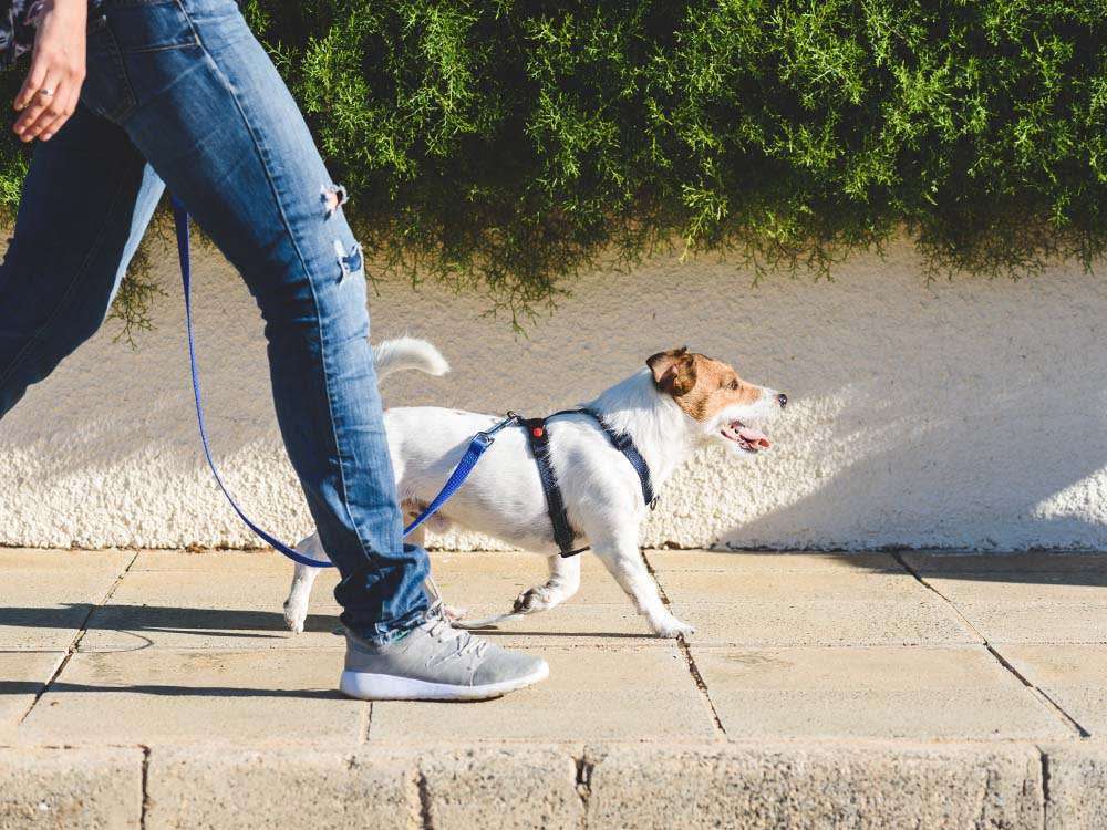 How to Walk Your Dog-WildCreaturey