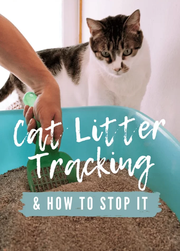 Clean Paws  Happy Home! Stop Your Cat from Tracking Litter Everywhere