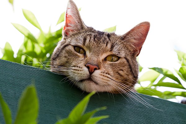 Infectious Anemia: A Hidden Threat for Cats