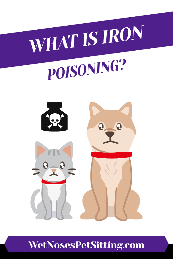 Iron Poisoning in Dogs-WildCreaturey