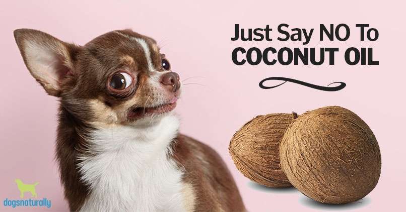 Is Coconut Oil Safe for Dogs?-WildCreaturey