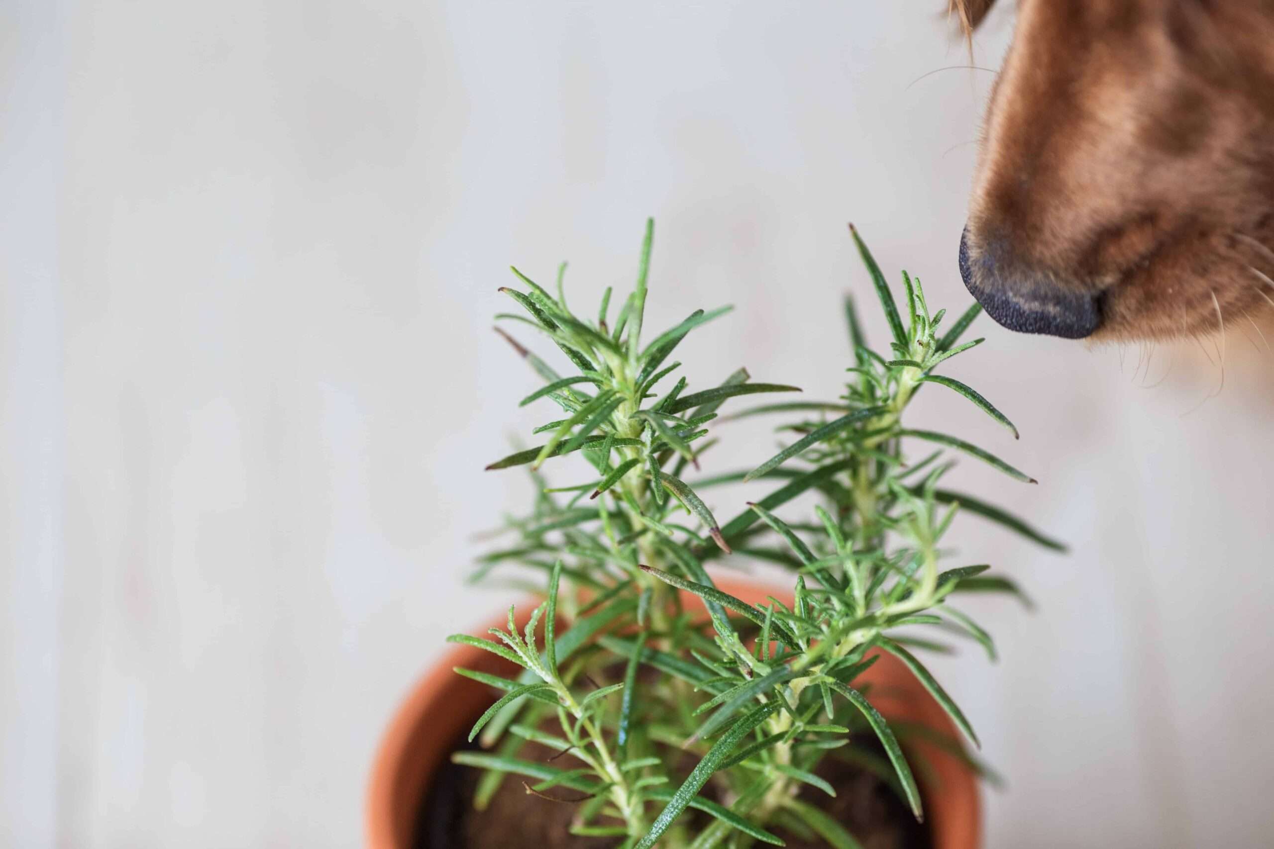 Is Rosemary Safe for Dogs?-WildCreaturey