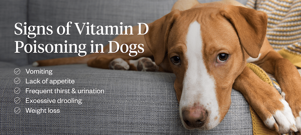 Is Vitamin D Toxic to Dogs?-WildCreaturey