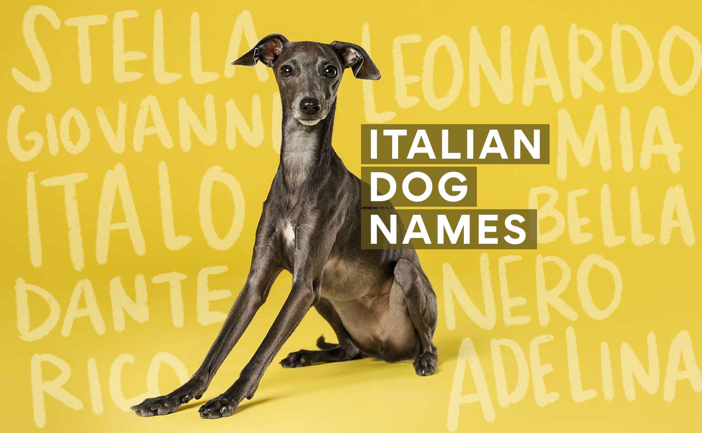 Italian Dog Names-WildCreaturey