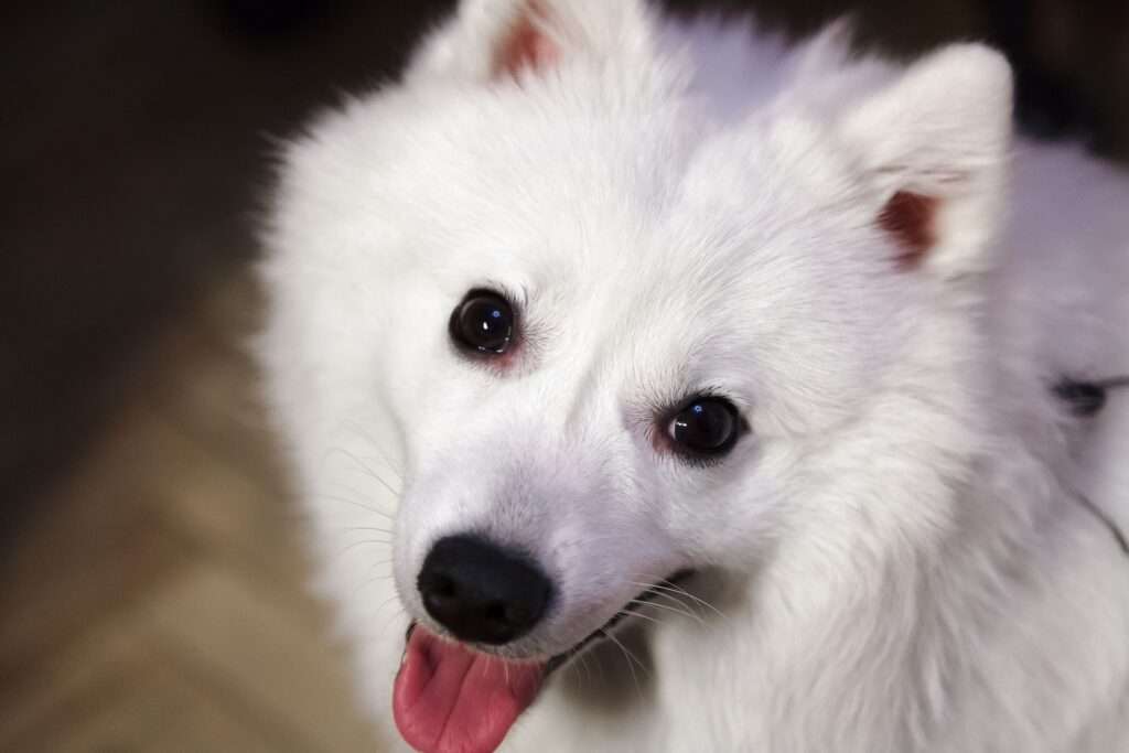 Japanese Spitz: Dog Breed Characteristics & Care-WildCreaturey