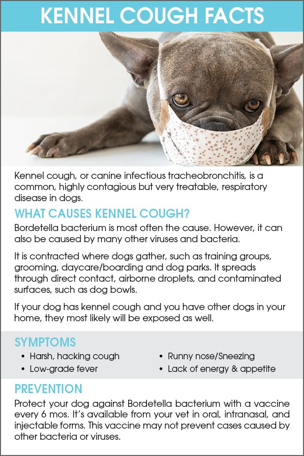 Kennel Cough in Puppies-WildCreaturey