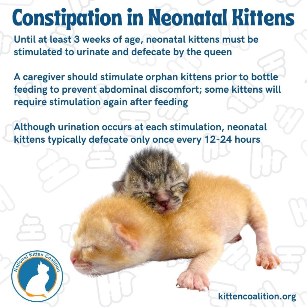 Kitten Constipation: Gentle Care Tips