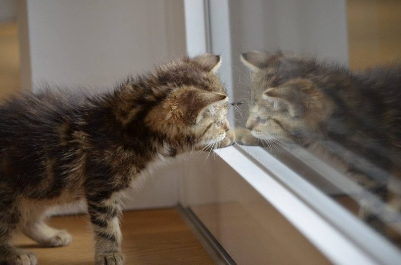 Mirror Magic: Helping Cats Understand Their Reflection