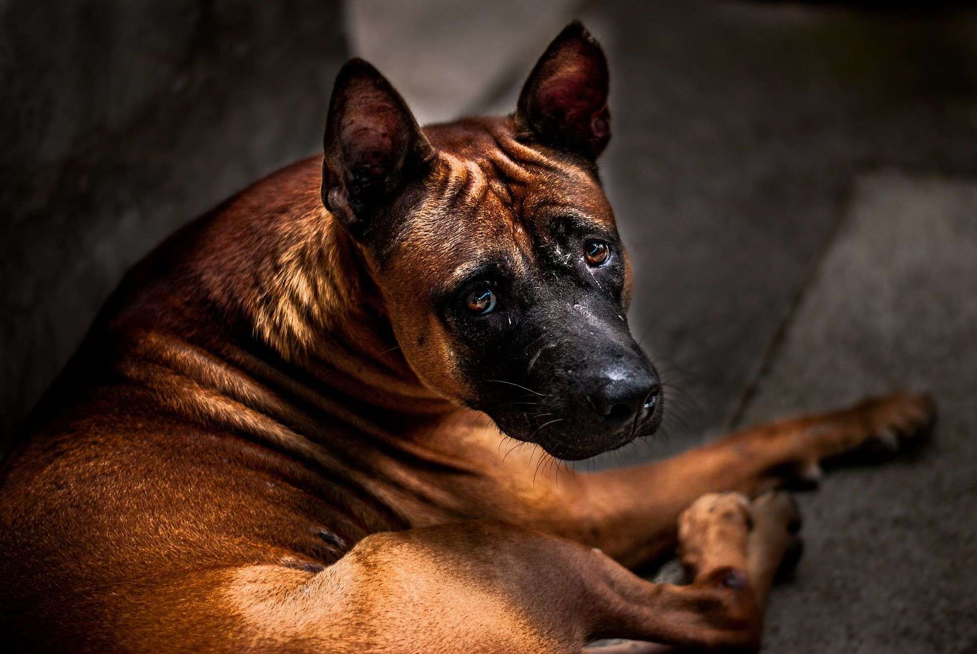 Learn How to Prevent Fear Aggression in Dogs-WildCreaturey