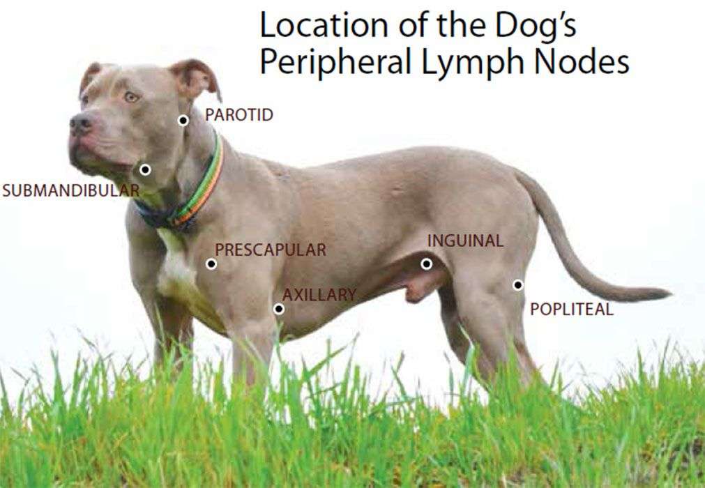 Lymphoma in Dogs-WildCreaturey