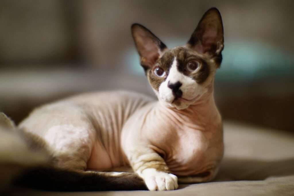 Bambino Bliss: Dive into This Cat Breed's Profile & Care