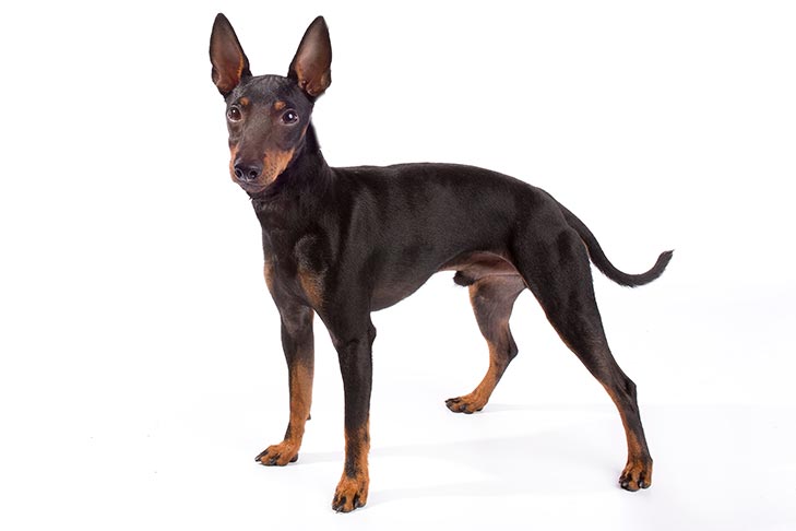 Manchester Terrier: Dog Breed Characteristics & Care-WildCreaturey