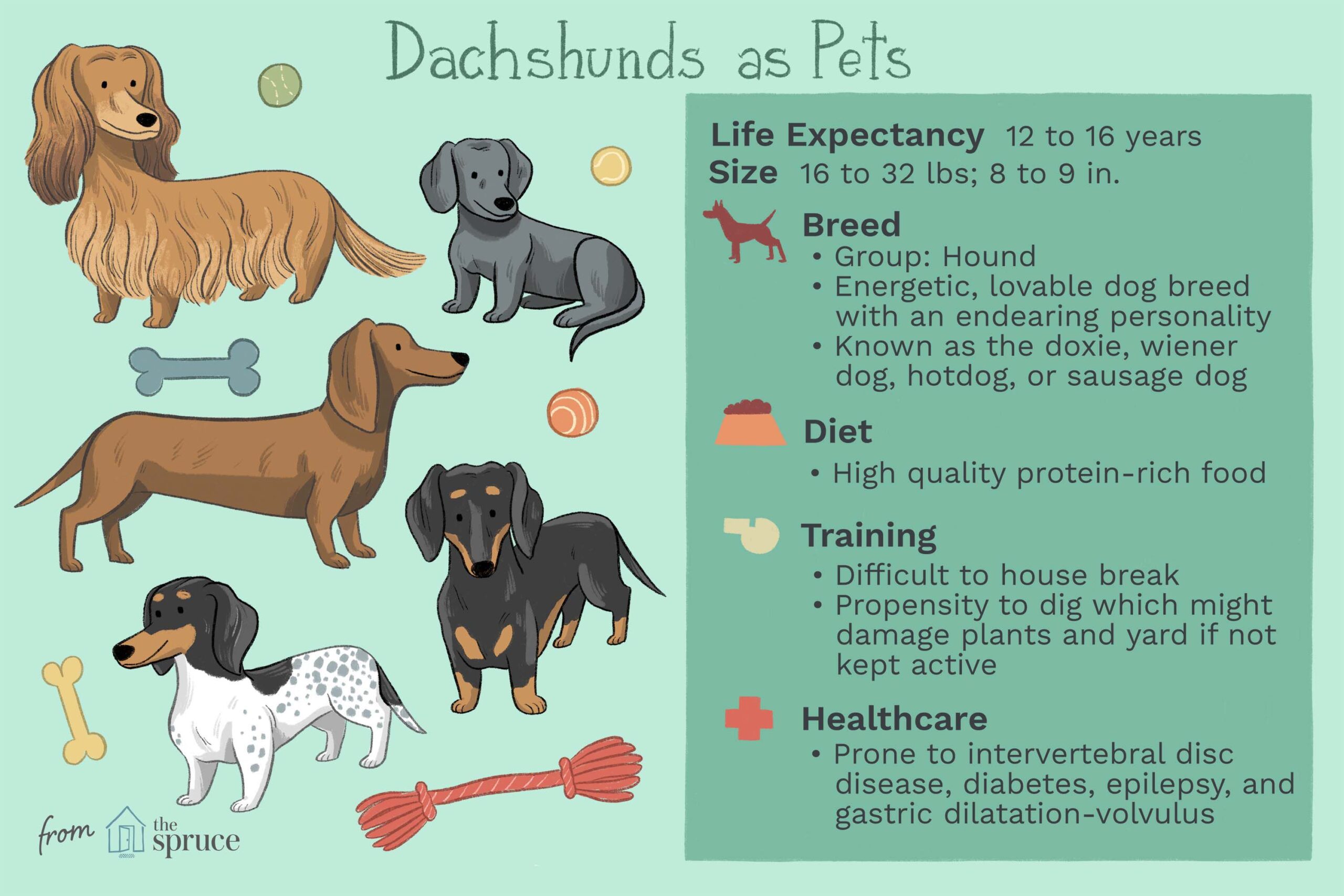 Mini Dachshund: Dog Breed Characteristics & Care-WildCreaturey