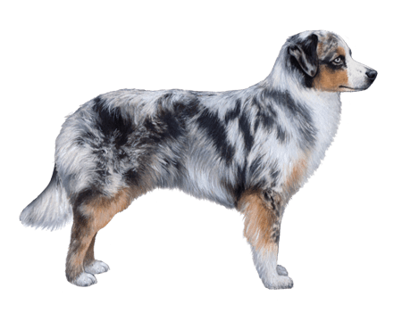 Miniature American Shepherd: Dog Breed Characteristics & Care-WildCreaturey