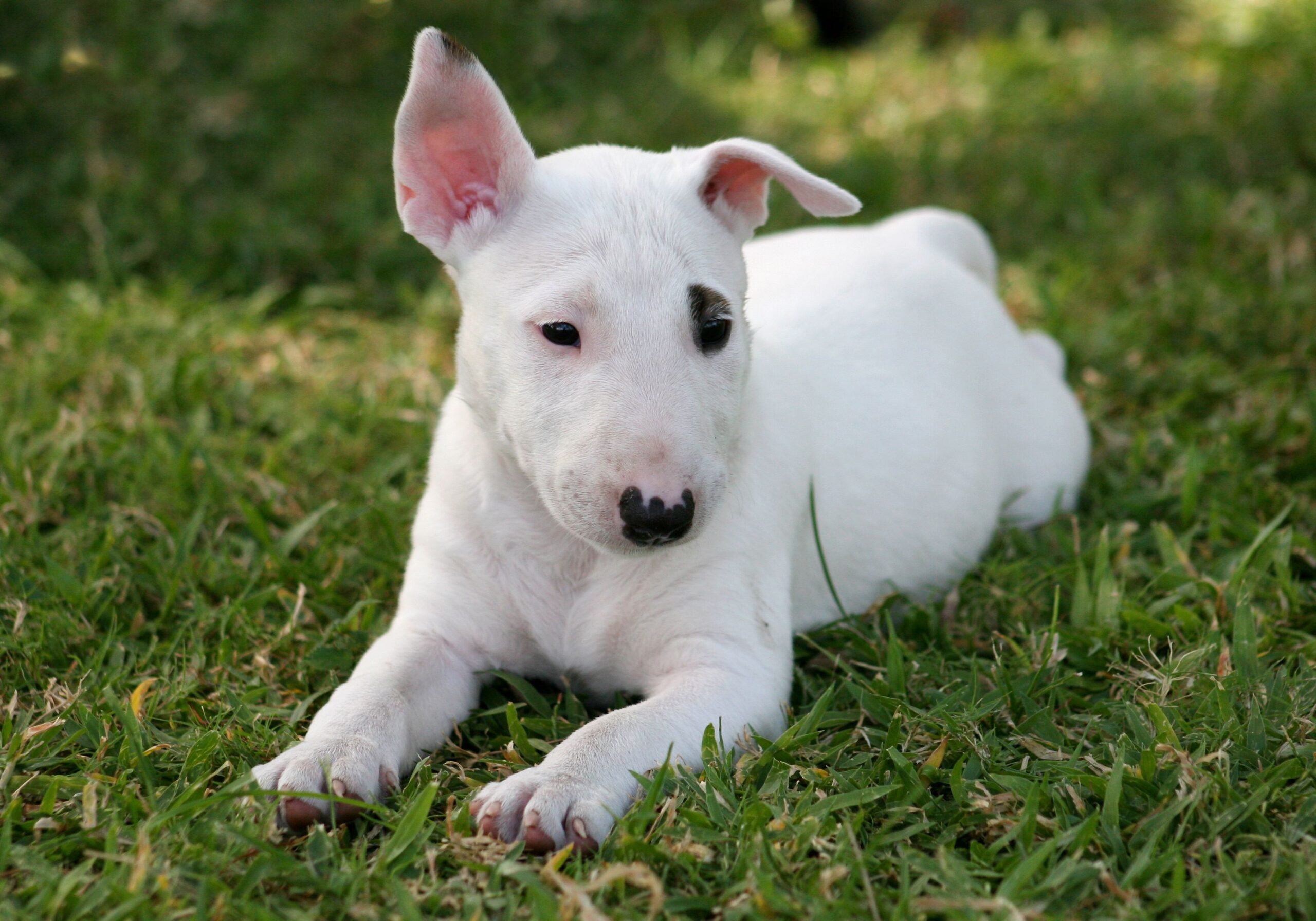 Miniature Bull Terrier (MBT): Dog Breed Characteristics & Care-WildCreaturey