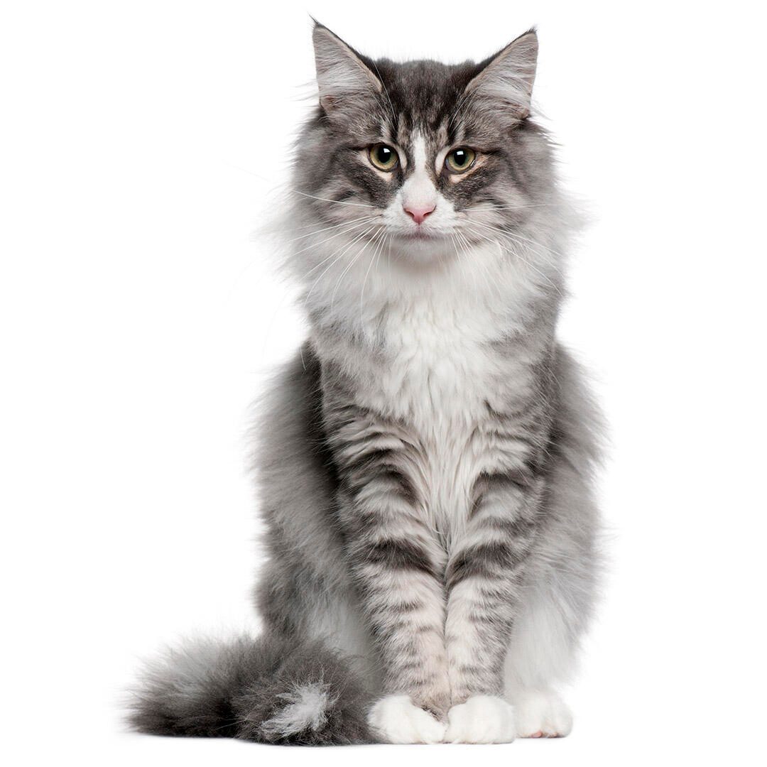 Mystical Norwegian Forest Cat: Breed Traits & Care Essentials