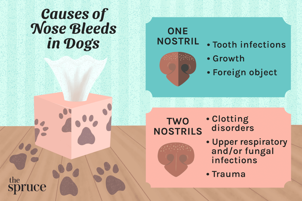 Nose Bleeds in Dogs-WildCreaturey