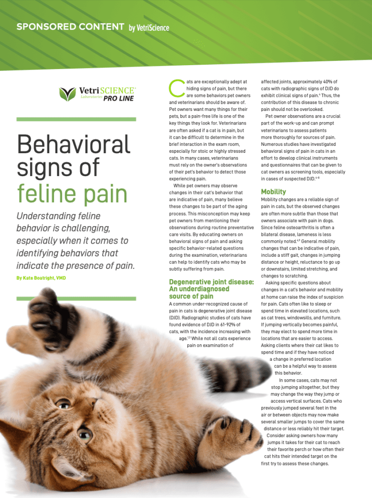 Pain Points: 7 Signs Your Cat Is Hurting