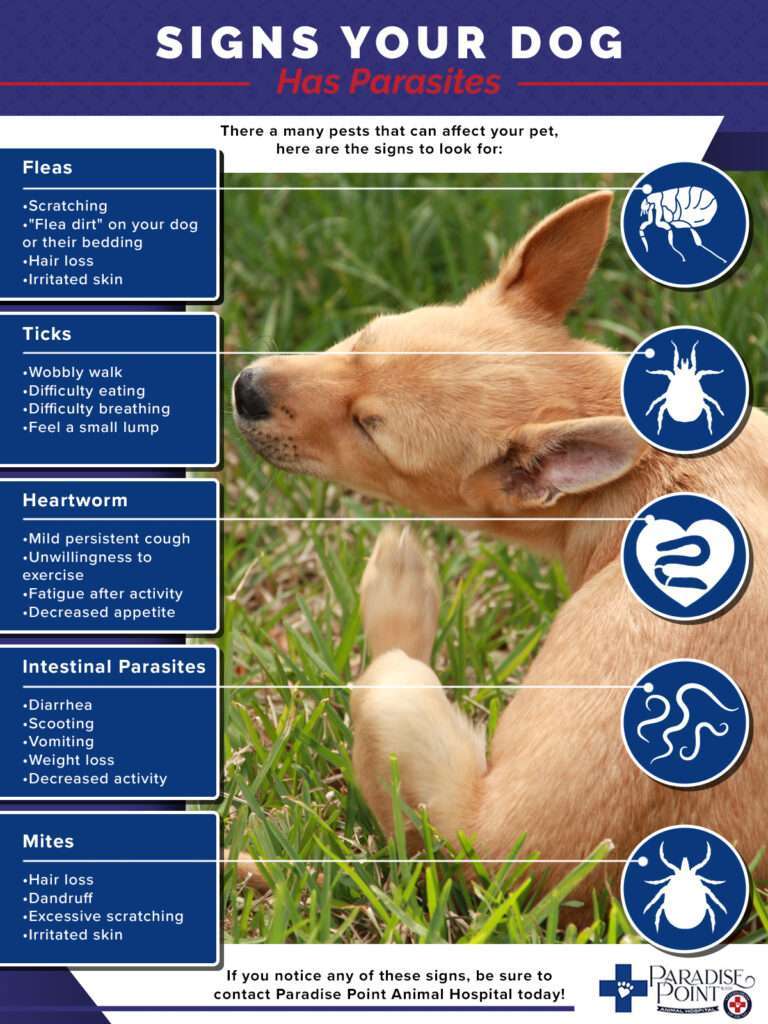 Parasites in Dogs That You Should Know-WildCreaturey