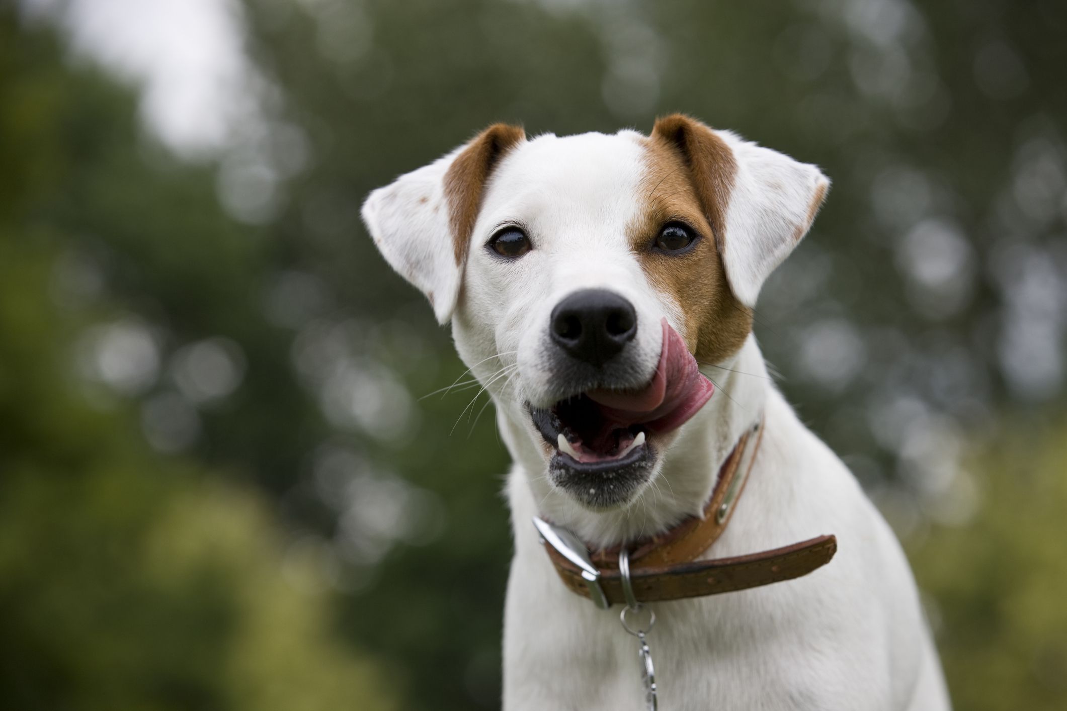 Parson Russell Terrier: Dog Breed Characteristics & Care-WildCreaturey