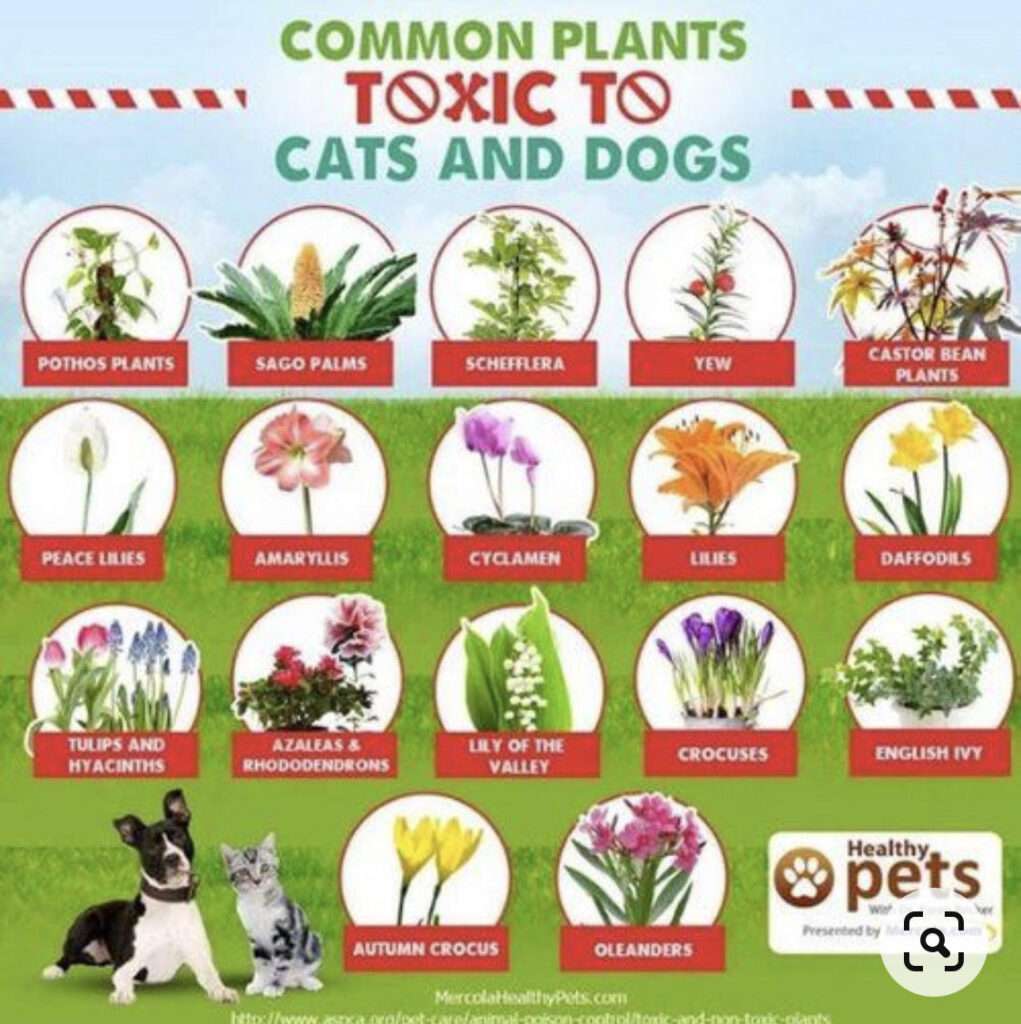 Poisonous Plants for Dogs-WildCreaturey