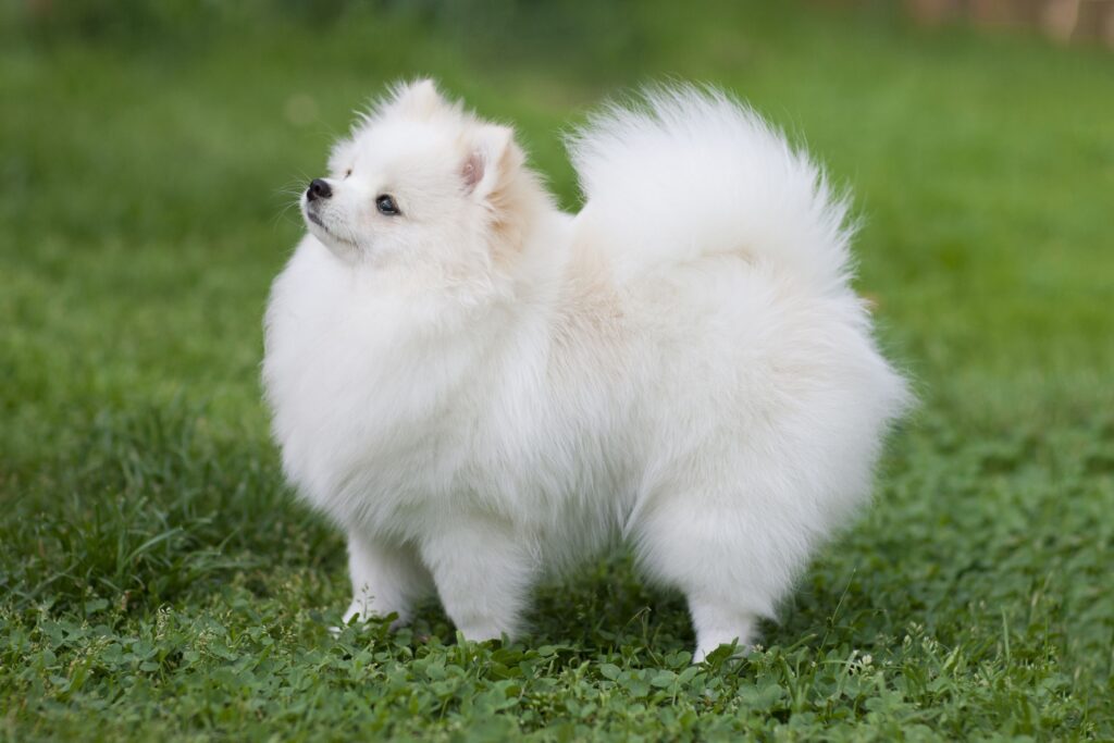 Pomeranian (Pom): Dog Breed Characteristics & Care-WildCreaturey
