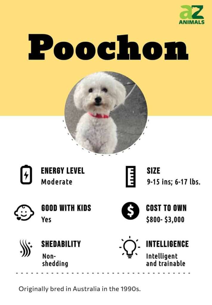 Poochon: Dog Breed Characteristics & Care-WildCreaturey