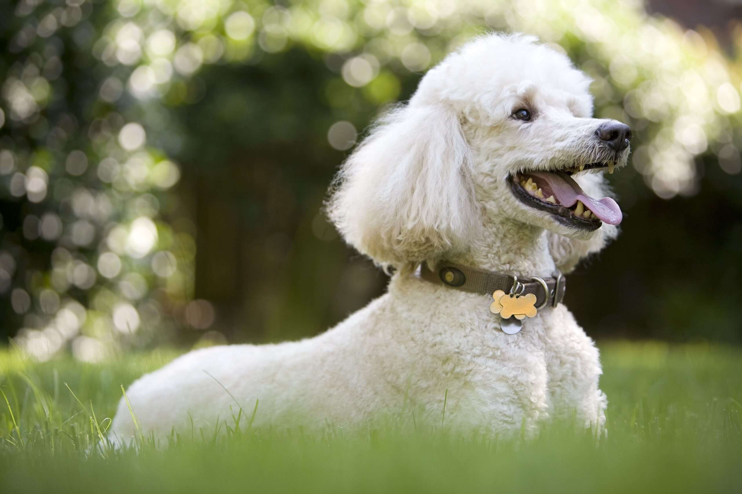 Poodle: Dog Breed Characteristics & Care-WildCreaturey