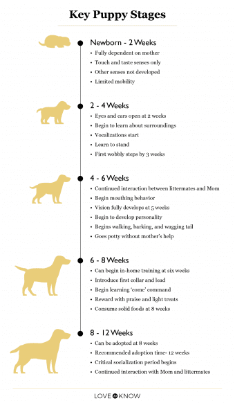 Puppy Development From 8 to 12 Weeks-WildCreaturey
