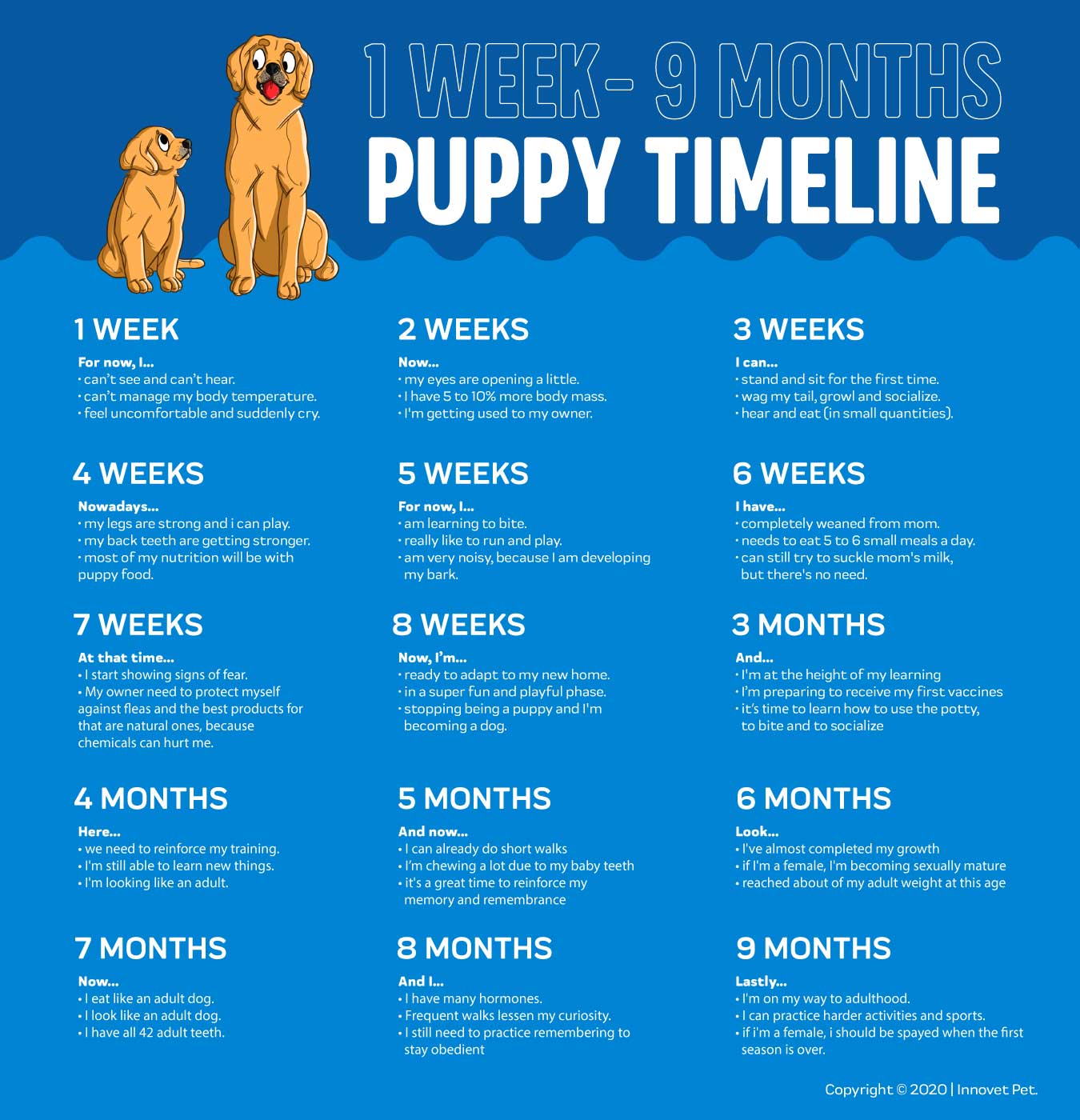Puppy Development From 3 to 6 Months-WildCreaturey