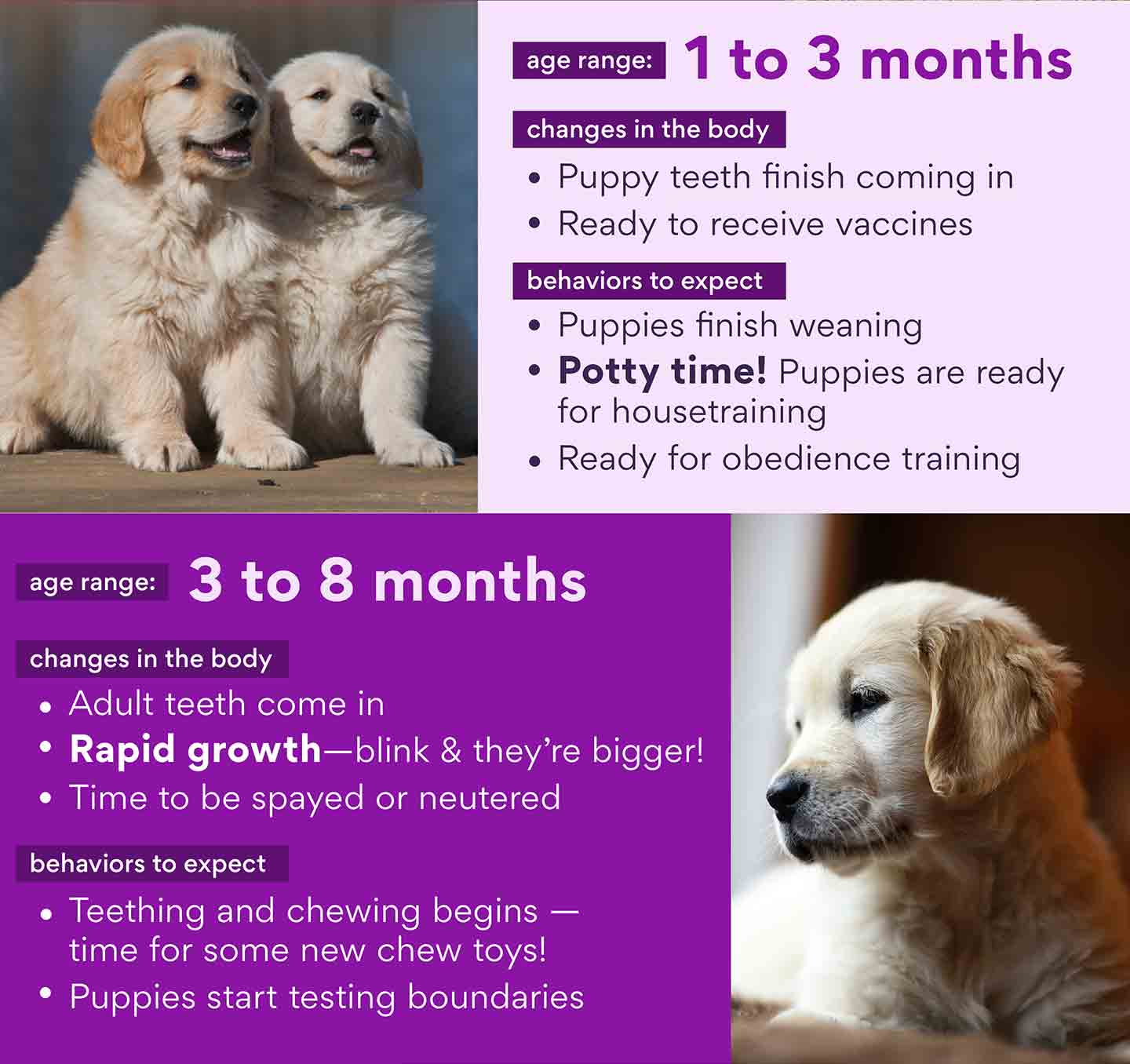 Puppy Development From 6 Months to 1 Year-WildCreaturey