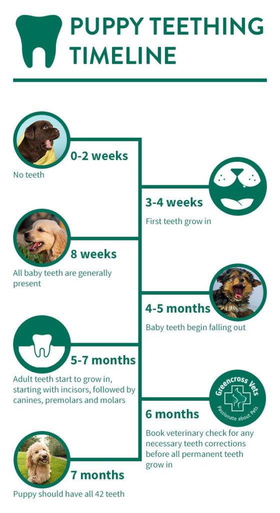 Puppy Teething Timeline: What to Expect-WildCreaturey