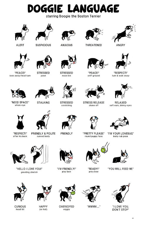 Read Your Dogs Body Language Like a Pro-WildCreaturey