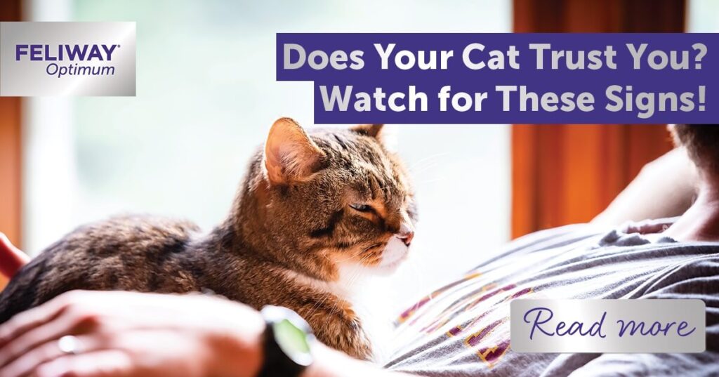 Reading the Signs: Is Your Cat Feeling Blue?