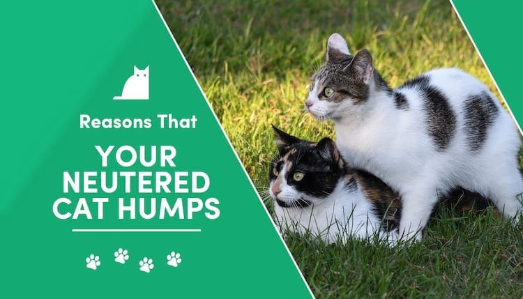 Mounting Mysteries: Why Neutered Cats Still Hump