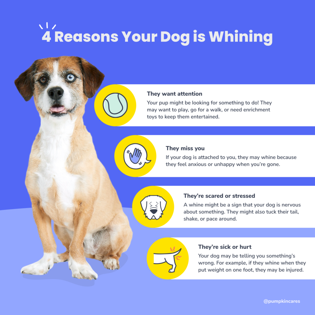 Reasons Why Your Dog Whines and How to Stop It-WildCreaturey