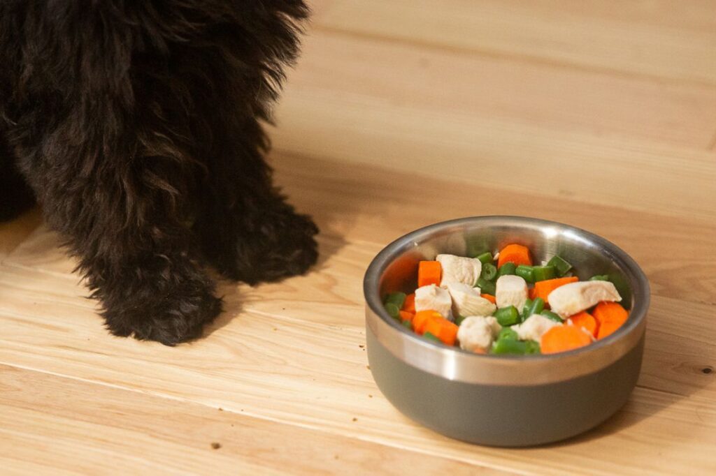 Reasons Why Your Puppy Won't Eat and How to Stop It-WildCreaturey