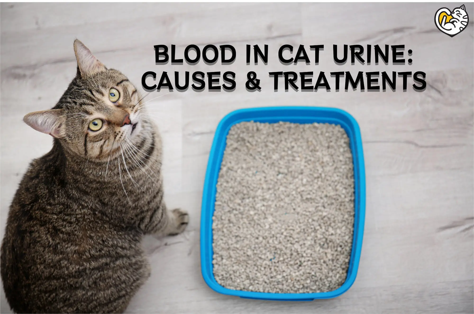 Red Flags: Blood in Cat's Urine