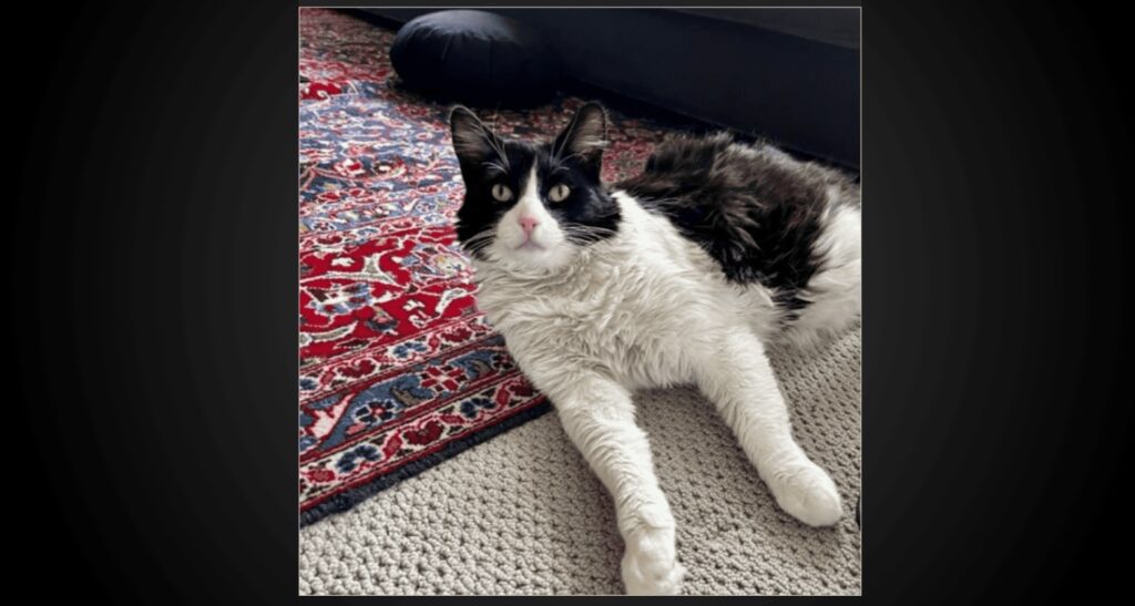 Tuxedo Cats: Dapper Beauties of the Cat Kingdom