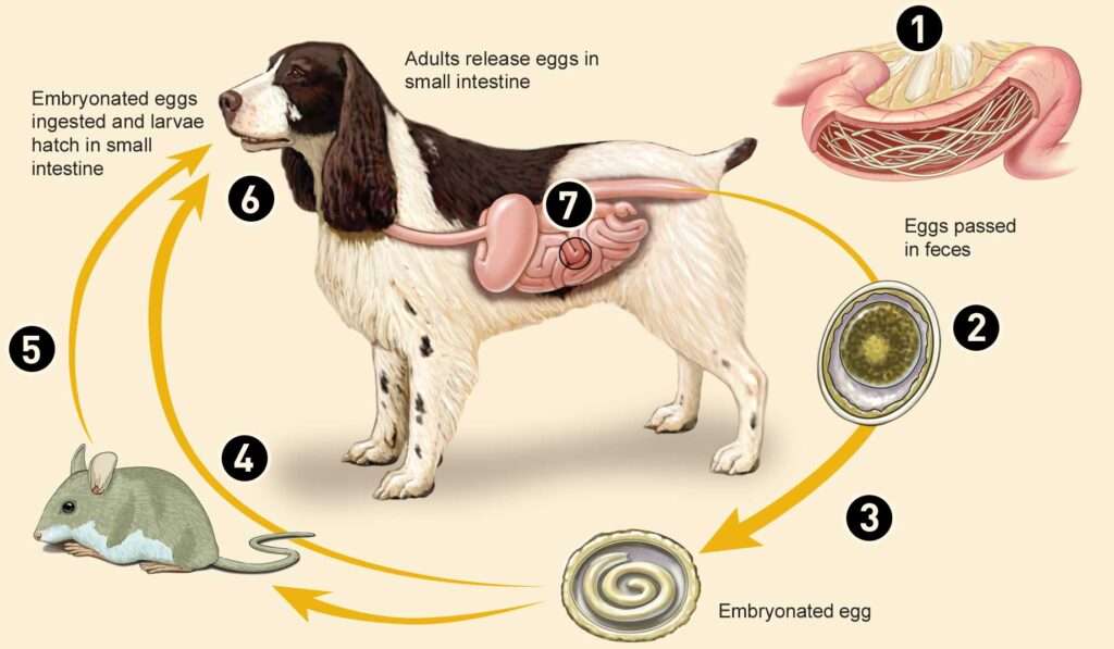 Roundworms in Puppies and Dogs-WildCreaturey