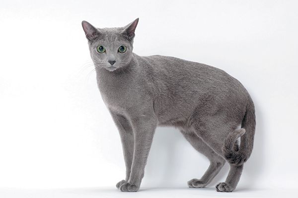 Russian Blue Cats: Elegance and Shyness Combined