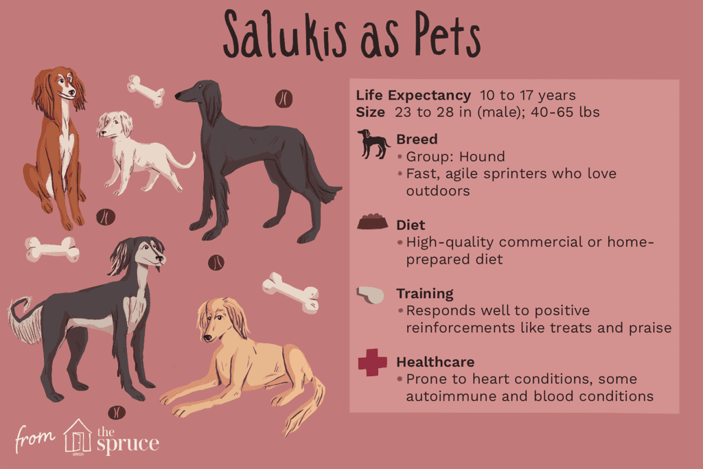 Saluki: Dog Breed Characteristics & Care-WildCreaturey