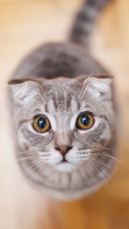 Scottish Fold Cats: Those Ears  Those Stories!
