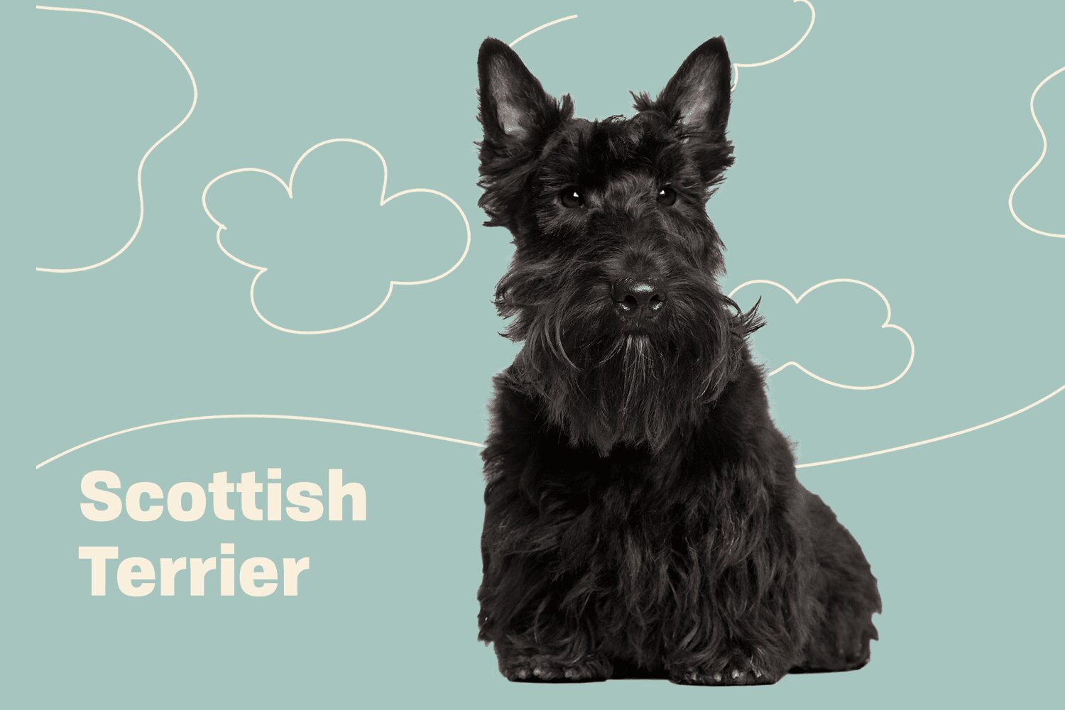 Scottish Terrier (Scottie): Dog Breed Characteristics & Care-WildCreaturey