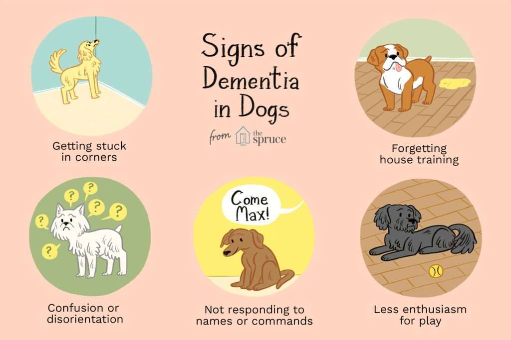 Senior Dementia in Dogs-WildCreaturey
