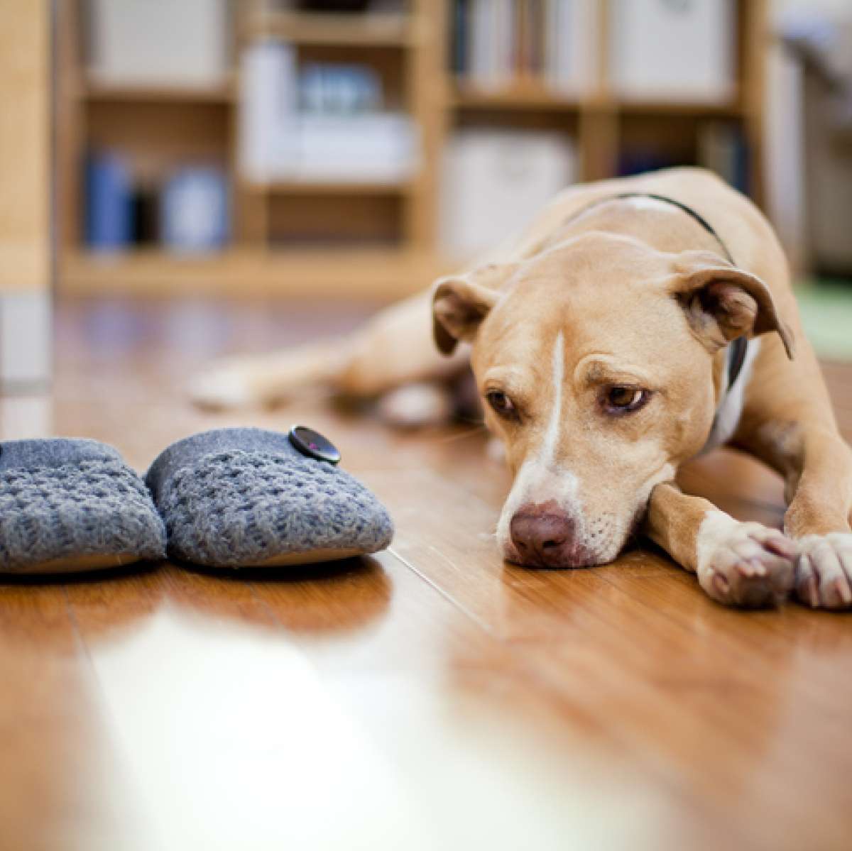 Separation Anxiety in Dogs-WildCreaturey