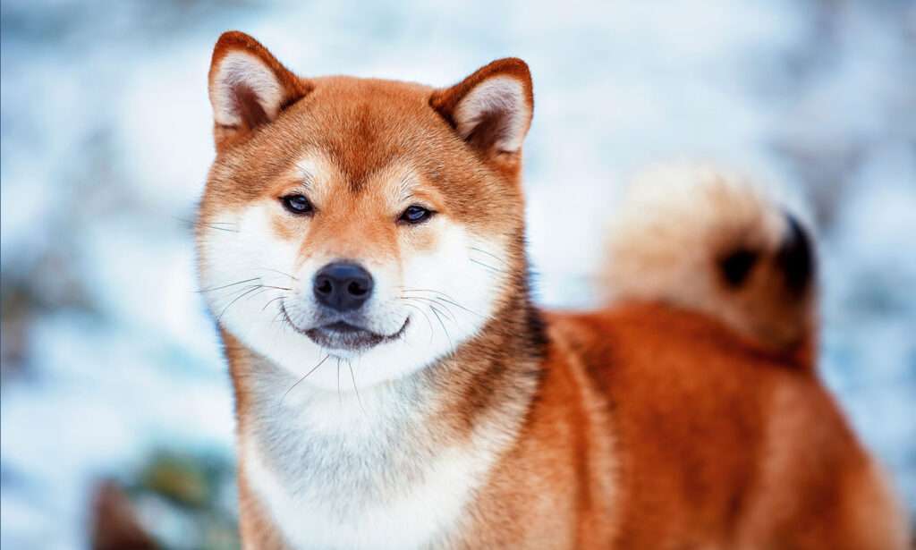 Shiba Inu: Dog Breed Characteristics & Care-WildCreaturey