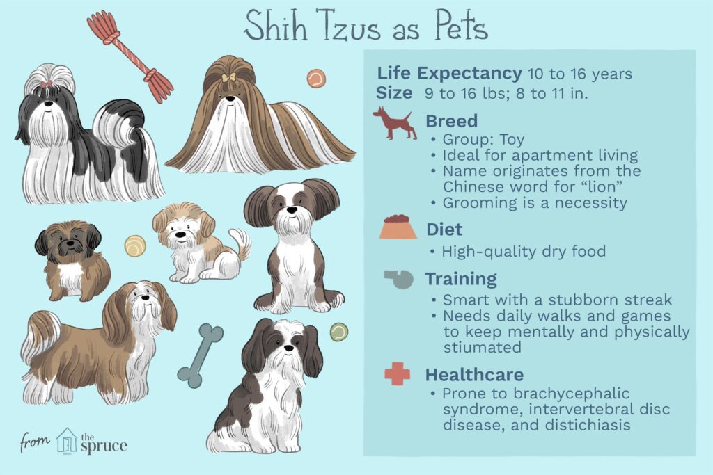 Shih Tzu: Dog Breed Characteristics & Care-WildCreaturey